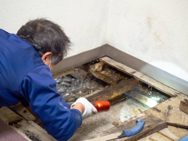 Gold Beach, OR Mold Removal Company