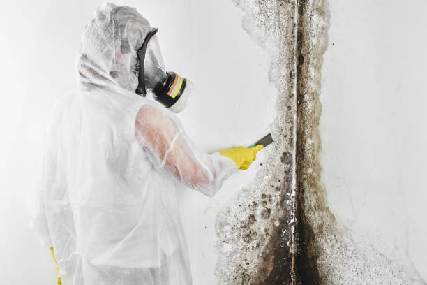 Best Mold Damage Repair  in Gold Beach, OR